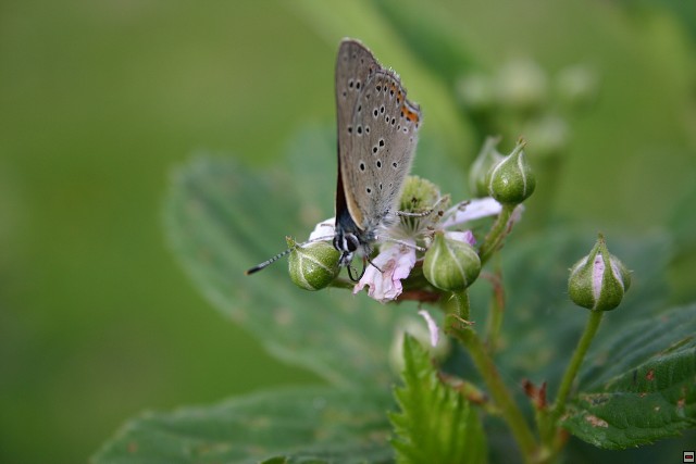 img00009.jpg
